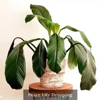 Peace Lily Dropping