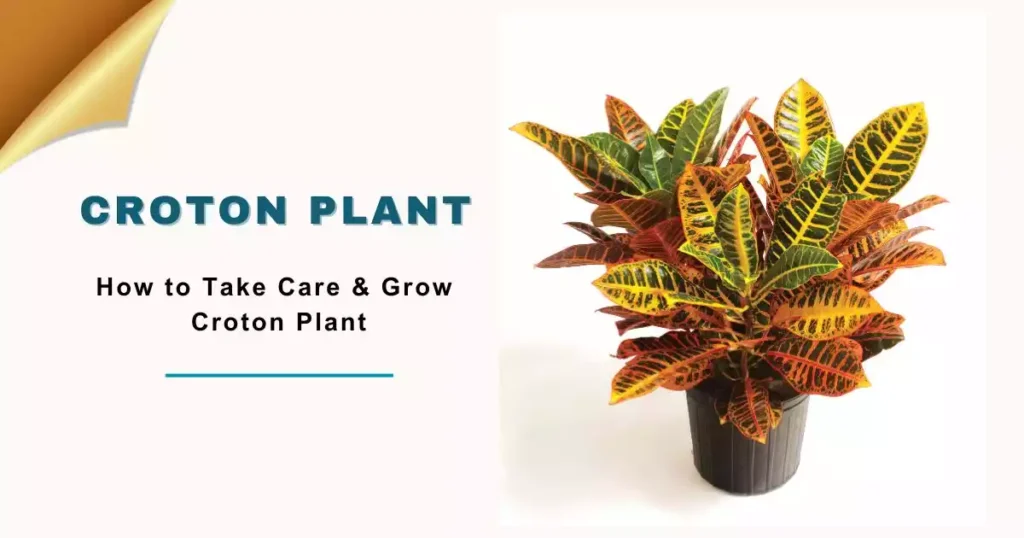 Croton Plant Indoor