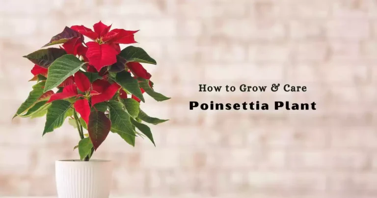 Poinsettia Plant