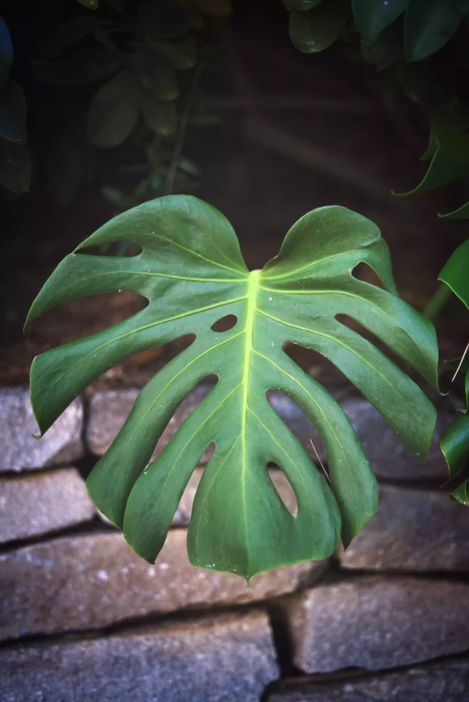 Large split leaf philodendron