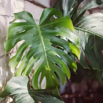 Split leaf philodendron