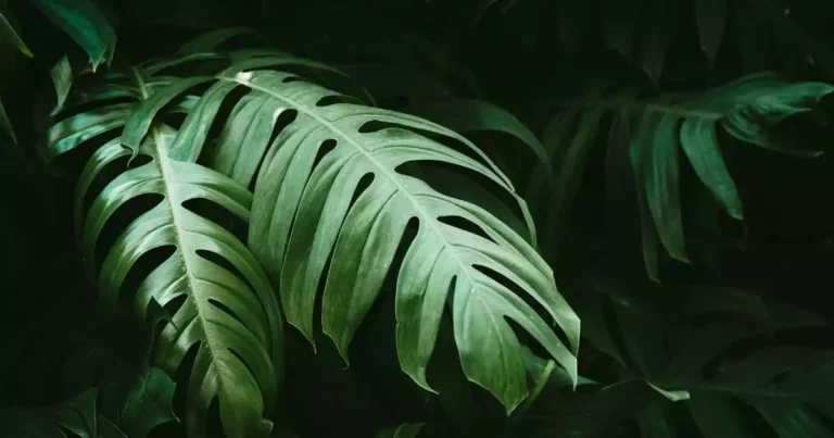 Split leaf philodendrons
