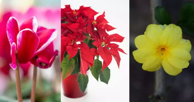 Houseplants for Beautiful Blooms in Winter