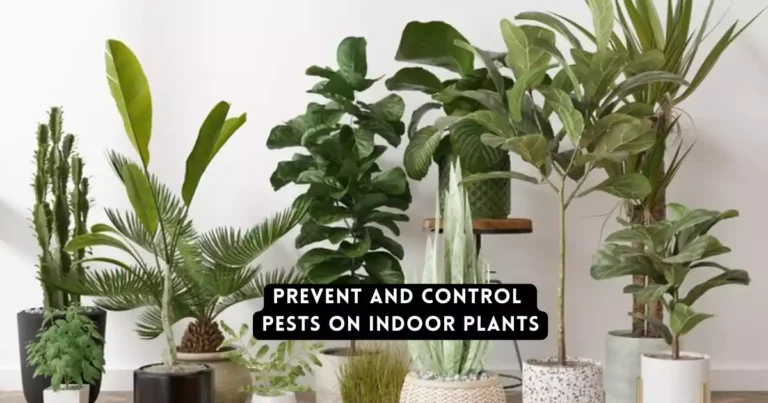 Prevent and Control Pests on Indoor Plants