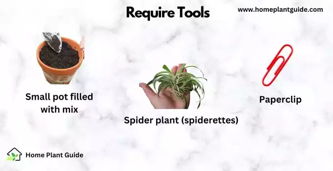 Spider plant propagation tools