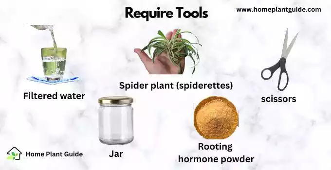Spider plant propagation tools