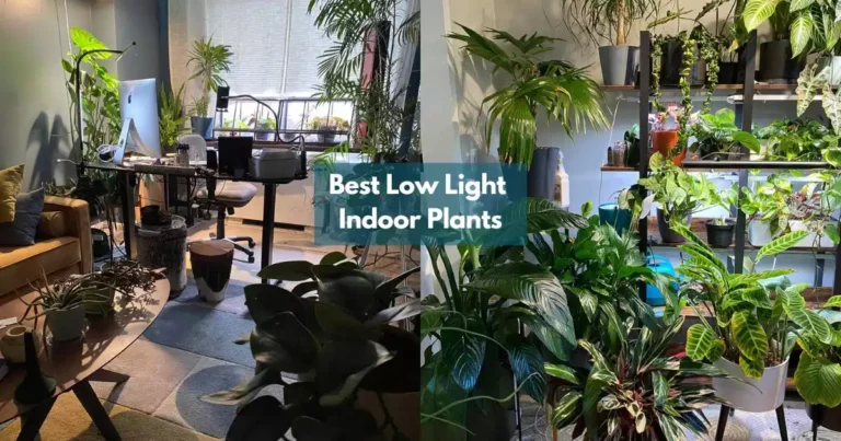 Indoor plants for low light