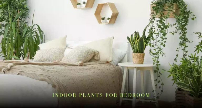 Indoor plants for the bedroom