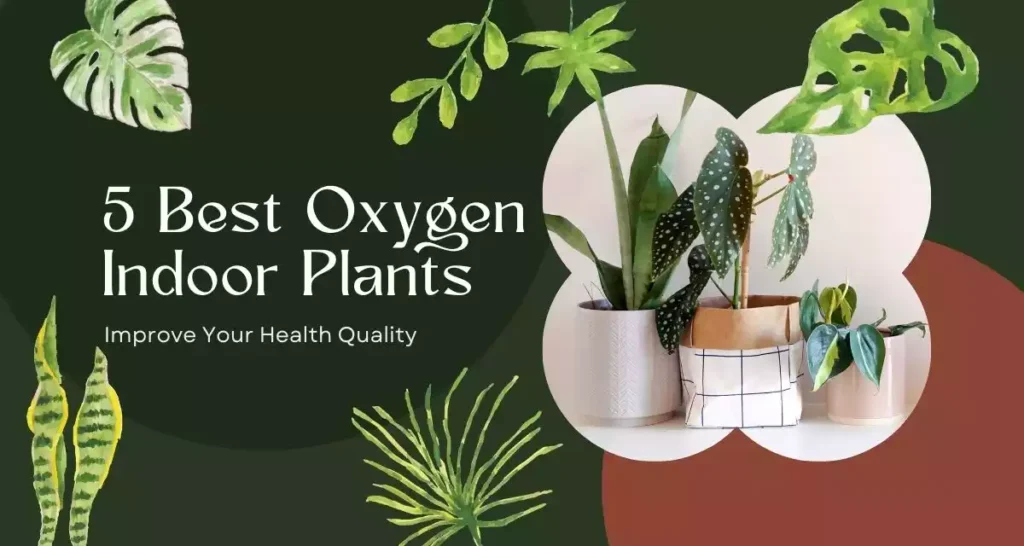 Oxygen Indoor Plants