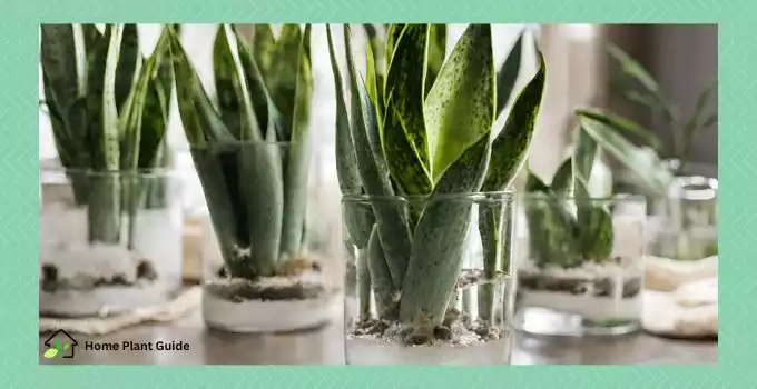 Snake Plant Propagation in Water