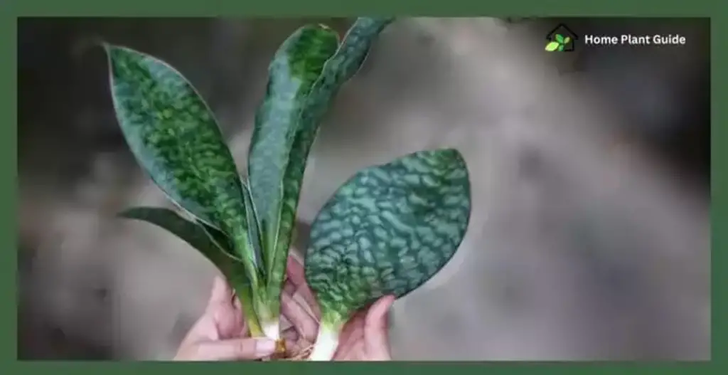Snake Plant Propagation by Rhizome Division
