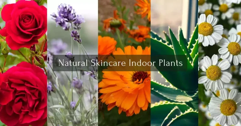 Skincare Indoor Plants
