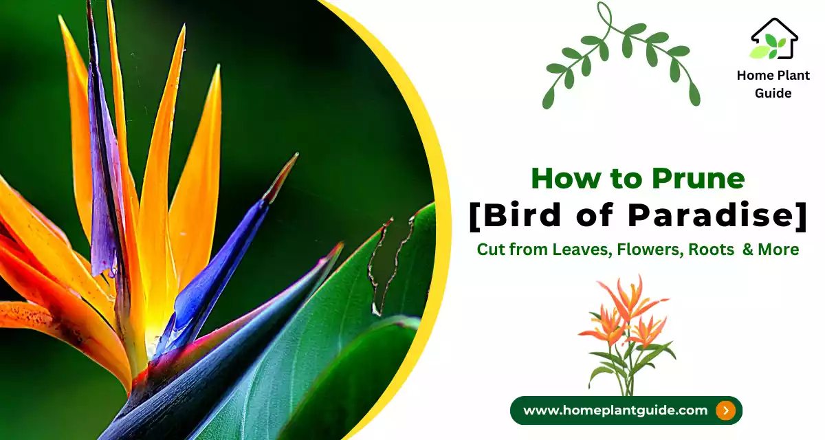 Prune a Bird of Paradise Plant