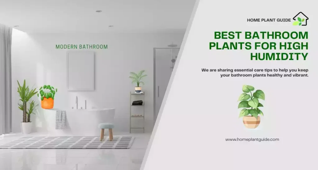 Bathroom Plants for High Humidity
