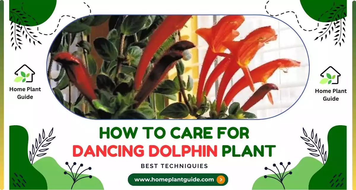 How to Care for Dancing Dolphin Plant