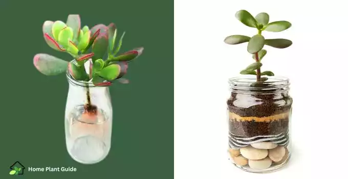 Propagating jade plant in water