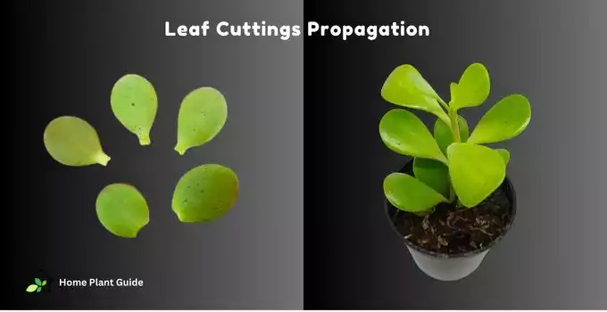 Jade Plant Propagation