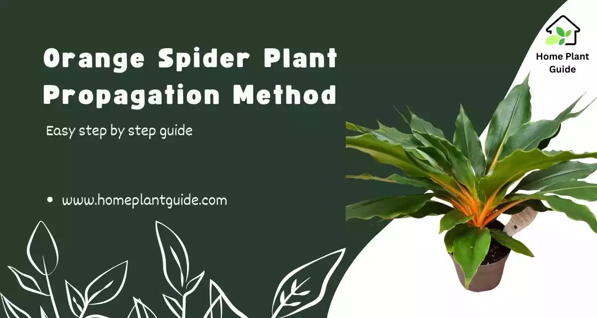 Orange Spider Plant Propagation