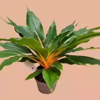 Orange spider plant
