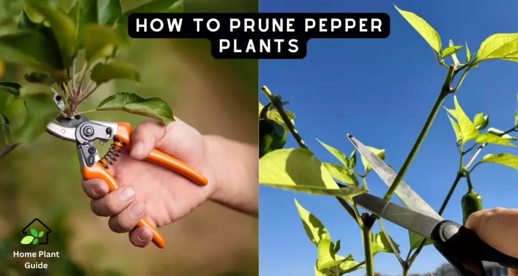 How to prune pepper plants