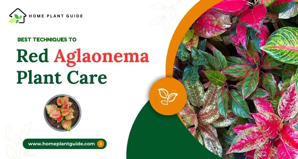 Red aglaonema plant care