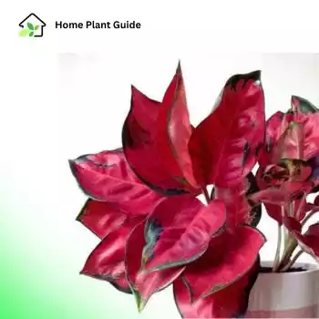 Red aglaonema plant care