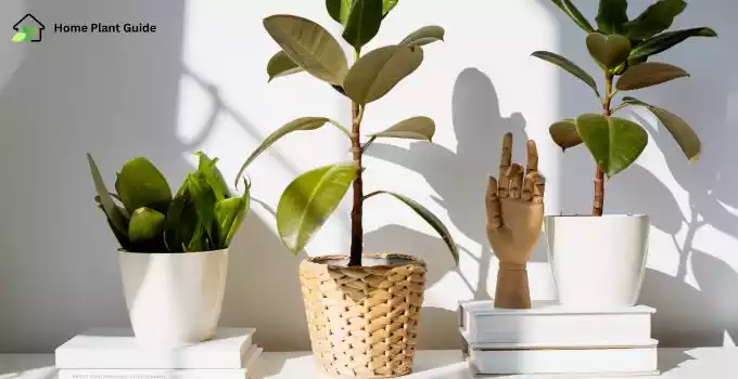 Low-Light Indoor Plants for Apartments
