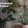 Best Low-maintenance Indoor Potted Plants