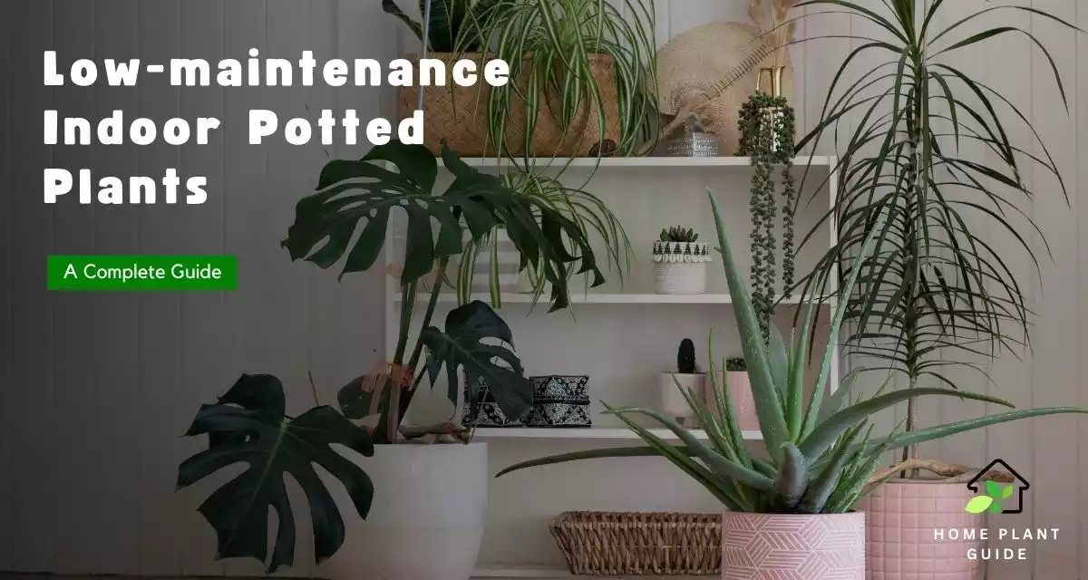 Best Low-maintenance Indoor Potted Plants
