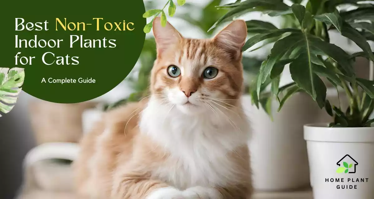 Best Non-Toxic Indoor Plants for Cats