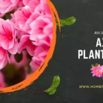 Azalea Plant Care