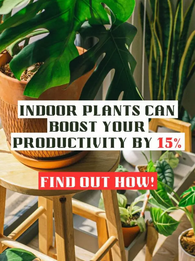 Indoor Plants Can Boost Your Productivity