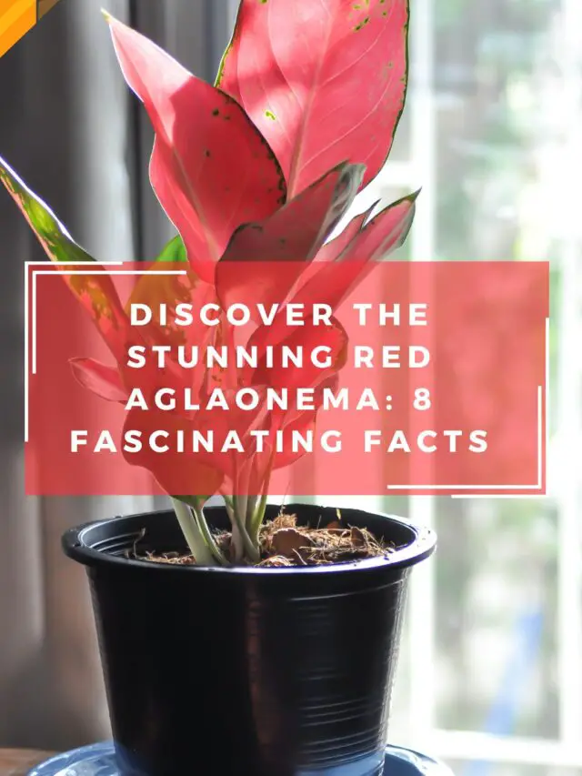 Discover the Stunning Red Aglaonema: 8 Fascinating Facts