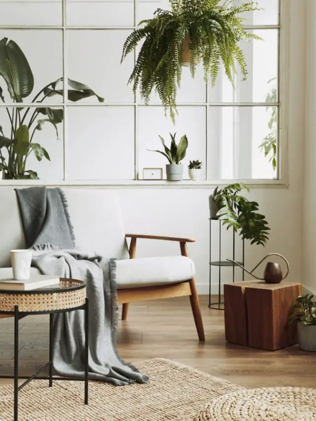 Best Indoor Plants for Your Sweet Room